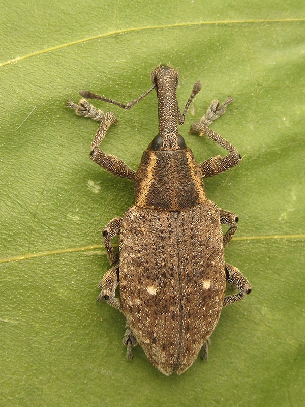 Curculionidae: Lepyrus palustris ?  S  !